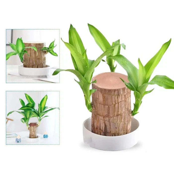 (COMPRE 1 LEVE 2) EcoLife™ – A Planta que Renasce e Transforma seu Espaço em Vida! + Monge de Brinde