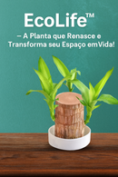 (COMPRE 1 LEVE 2) EcoLife™ – A Planta que Renasce e Transforma seu Espaço em Vida! + Monge de Brinde