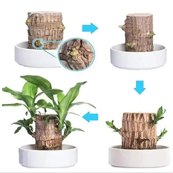 (COMPRE 1 LEVE 2) EcoLife™ – A Planta que Renasce e Transforma seu Espaço em Vida! + Monge de Brinde