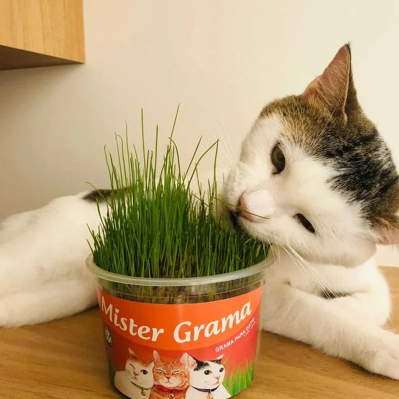 (COMPRE 1 LEVE 2) Mister Grama - Graminha para gatos