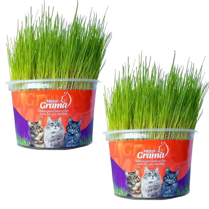 (COMPRE 1 LEVE 2) Mister Grama - Graminha para gatos