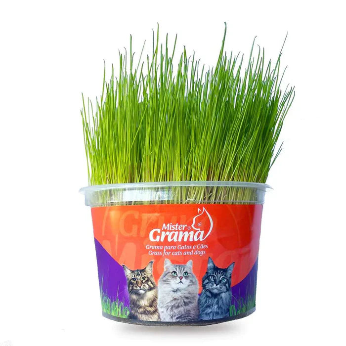 (COMPRE 1 LEVE 2) Mister Grama - Graminha para gatos